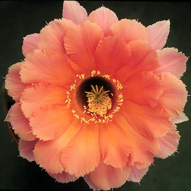 ISI Schick Echinopsis 'Sierra Skyline'