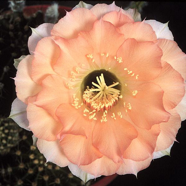 ISI Schick Echinopsis 'Sleeping Beauty'