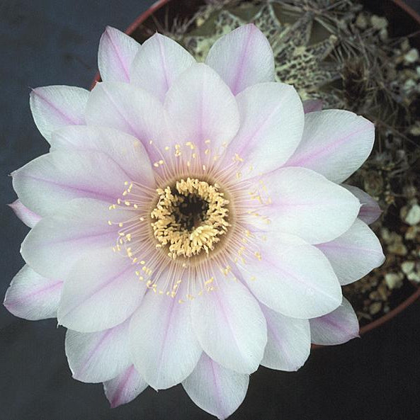 ISI Schick Echinopsis 'Sonnet'