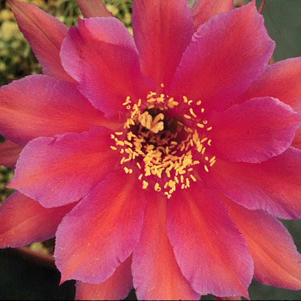 ISI Schick Echinopsis 'Sorceress'