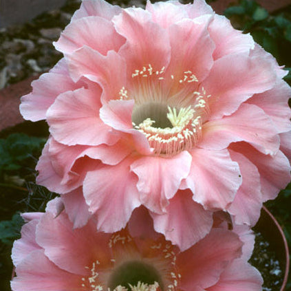 Close-up of a pink flower with a blurred background