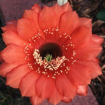 ISI Schick Echinopsis 'Spellbound'