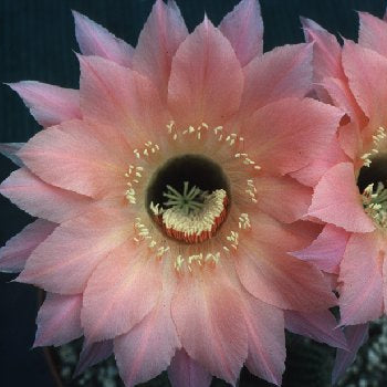 ISI Schick Echinopsis 'Spring Blush'