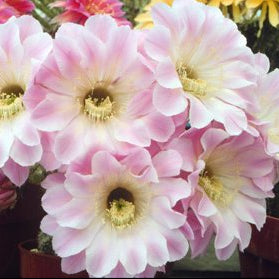 ISI Schick Echinopsis 'Spring Symphony'
