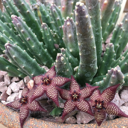 Close-up of a succulent plant with unique purple and green flowers.