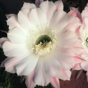 ISI Schick Echinopsis 'Statesman'