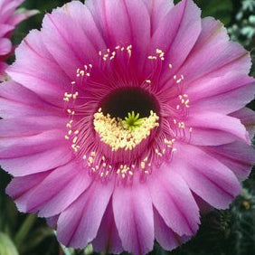 ISI Schick Echinopsis 'Syncopation'
