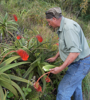 Man examining a plant with bright red flowers in a natural setting