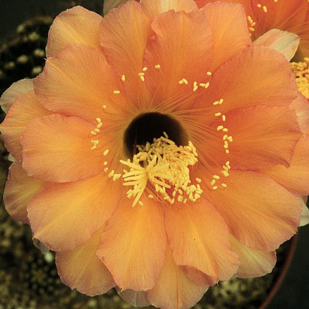 ISI Schick Echinopsis 'Träumerei'