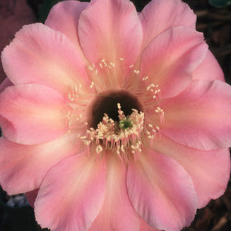 ISI Schick Echinopsis 'Tuffet'