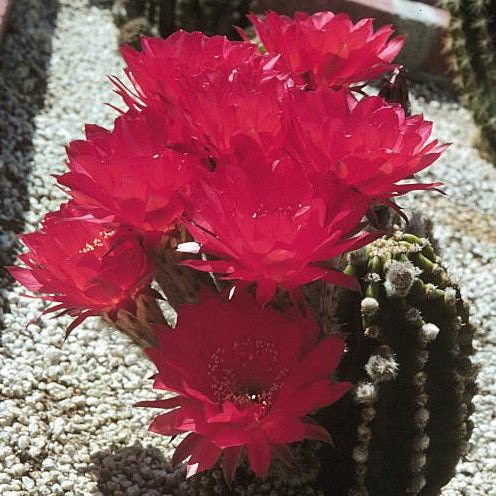 ISI Schick Echinopsis 'Wild Red Berry'