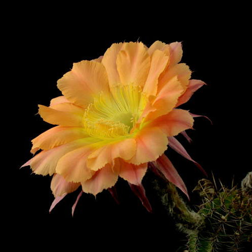 ISI Schick Echinopsis 'For Norma'