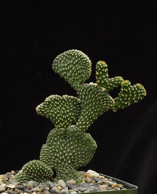 ISI 2025-1 Cylindropuntia ramosissima