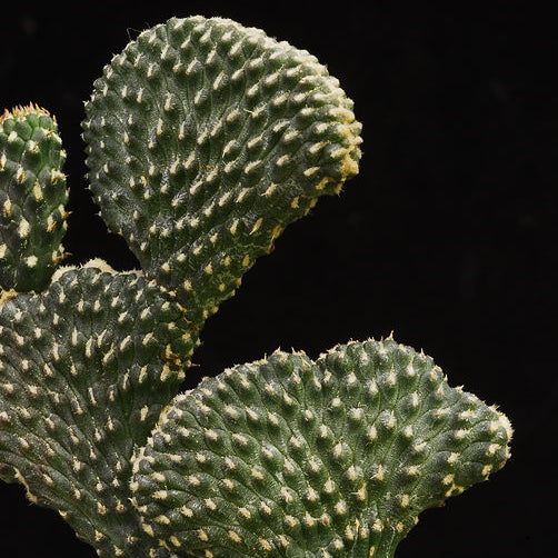 ISI 2025-1 Cylindropuntia ramosissima