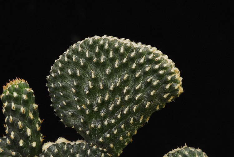ISI 2025-1 Cylindropuntia ramosissima