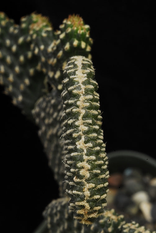 ISI 2025-1 Cylindropuntia ramosissima