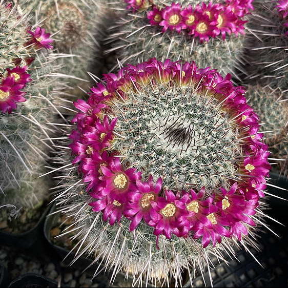 ISI 2025-2 Mammillaria varieaculeata