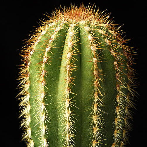 Green cactus with spines against a black background