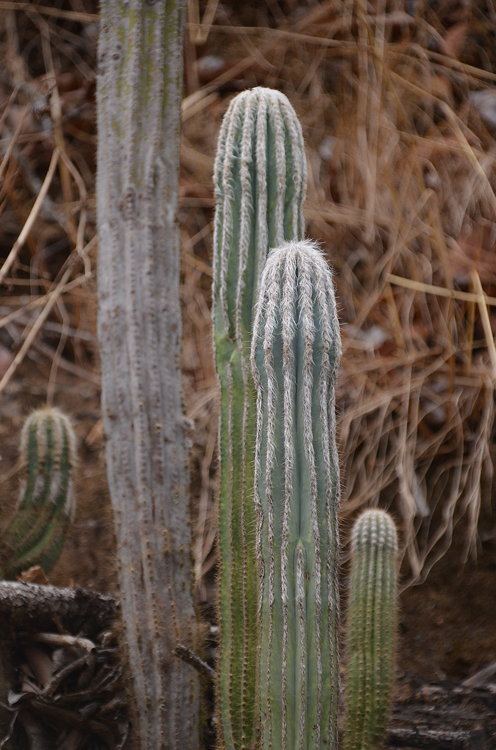ISI 2025-3 Pilosocereus hermii