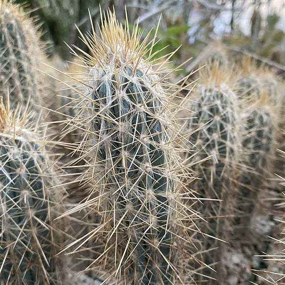 ISI 2025-4 Pilosocereus lanuginosus