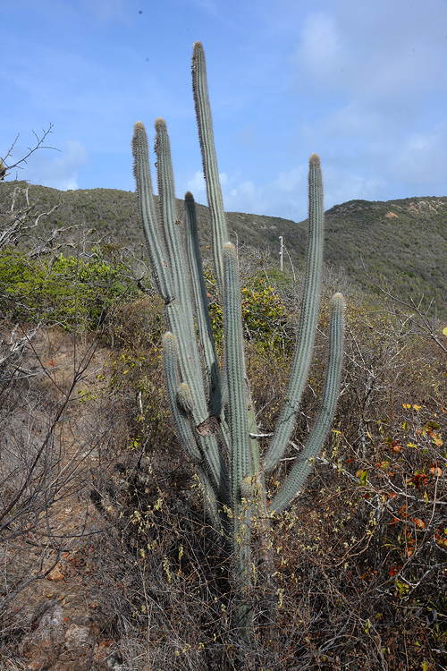 ISI 2025-4 Pilosocereus lanuginosus