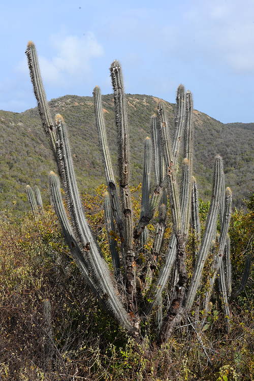 ISI 2025-4 Pilosocereus lanuginosus