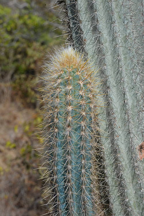 ISI 2025-4 Pilosocereus lanuginosus