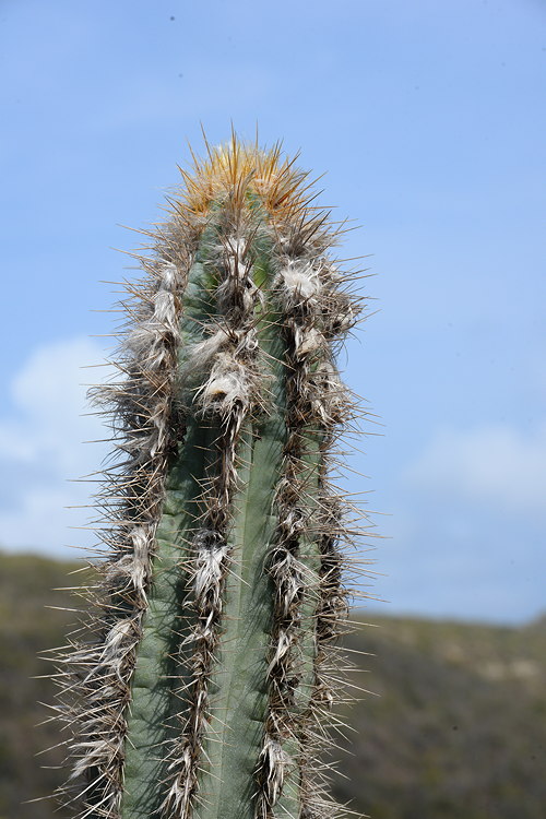 ISI 2025-4 Pilosocereus lanuginosus