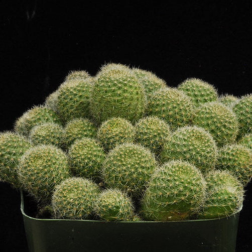 ISI 2025-5 Rebutia fabrisii var. aureiflora
