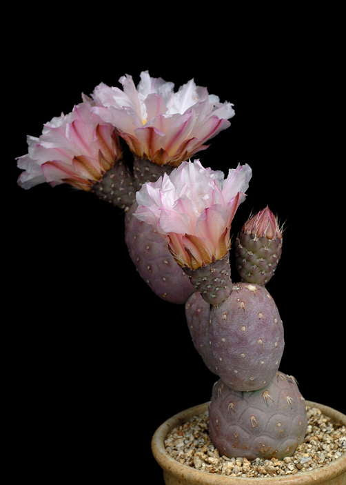 ISI 2025-6 Tephrocactus alexanderi