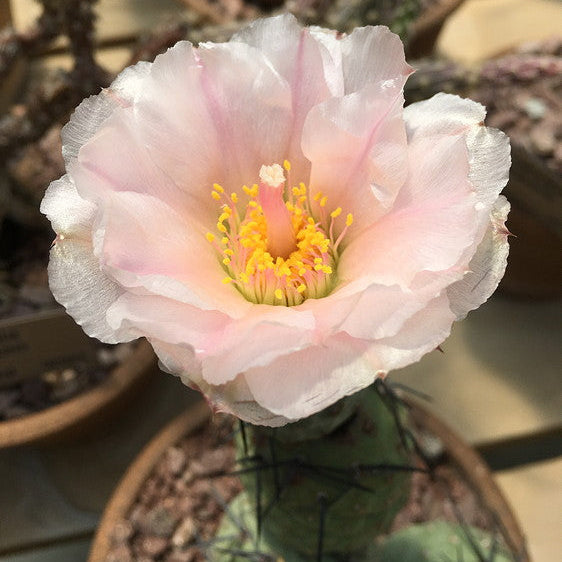 ISI 2025-6 Tephrocactus alexanderi
