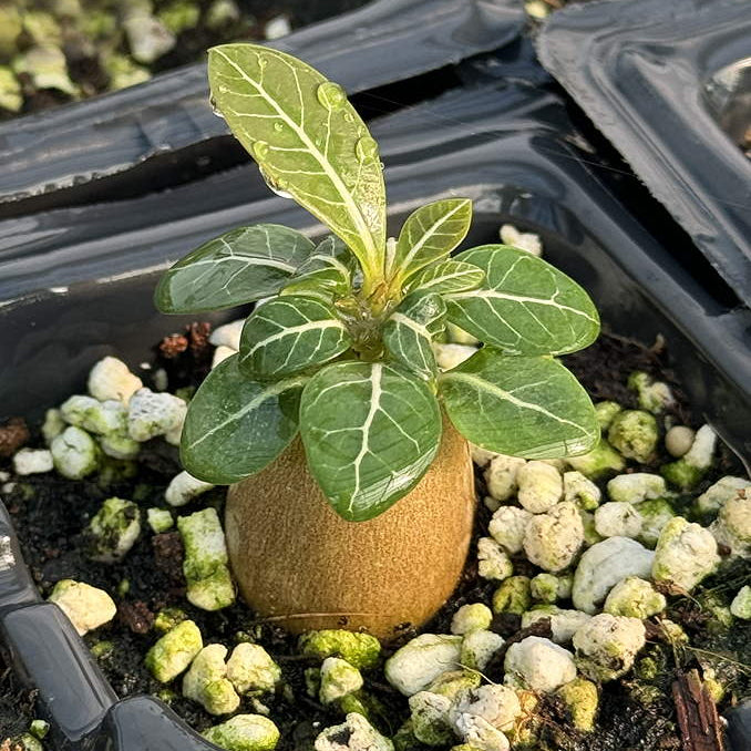 ISI 2025-7 Adenium socotranum