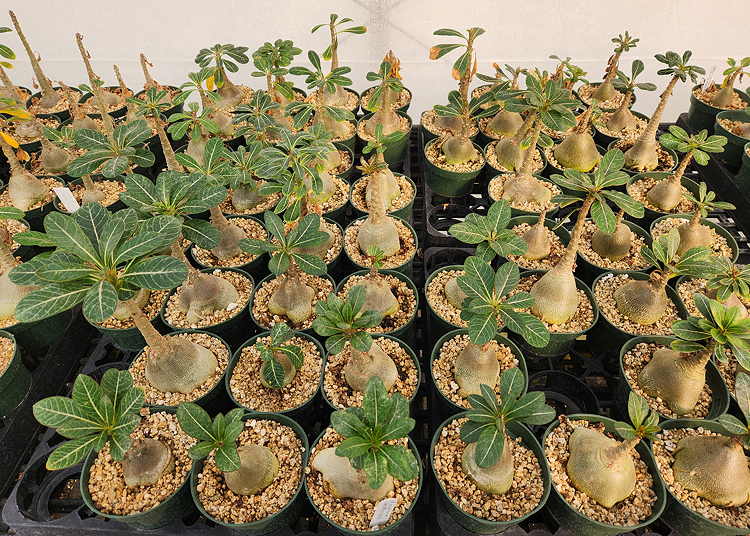 ISI 2025-7 Adenium socotranum