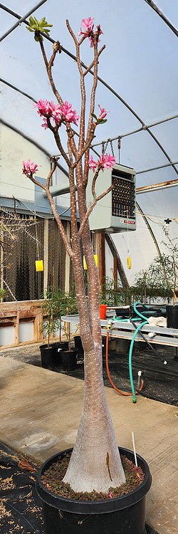 ISI 2025-7 Adenium socotranum