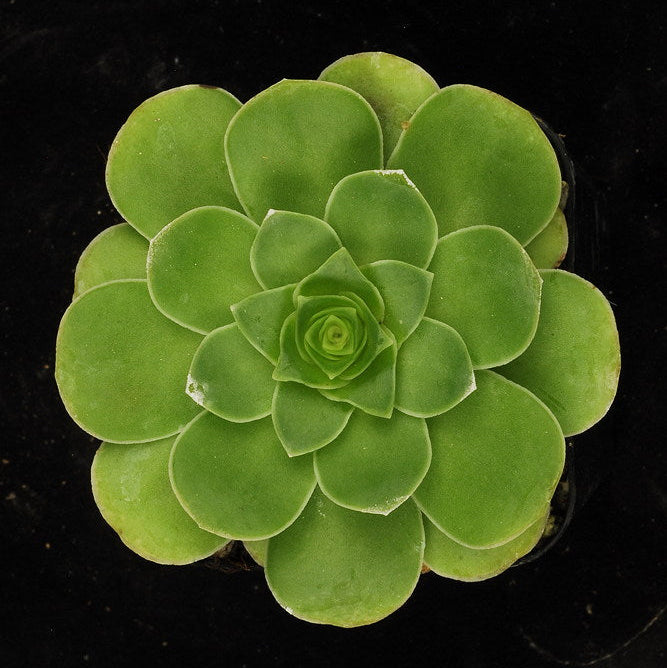 ISI 2025-8 Aeonium aureum