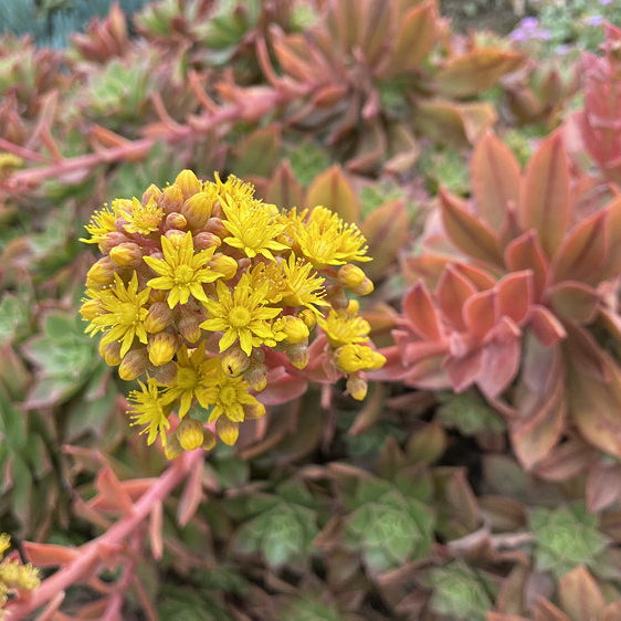 ISI 2025-9 Aeonium lavranosii-newtonii