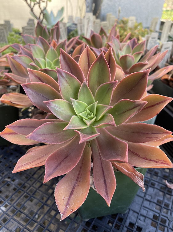 ISI 2025-9 Aeonium lavranosii-newtonii