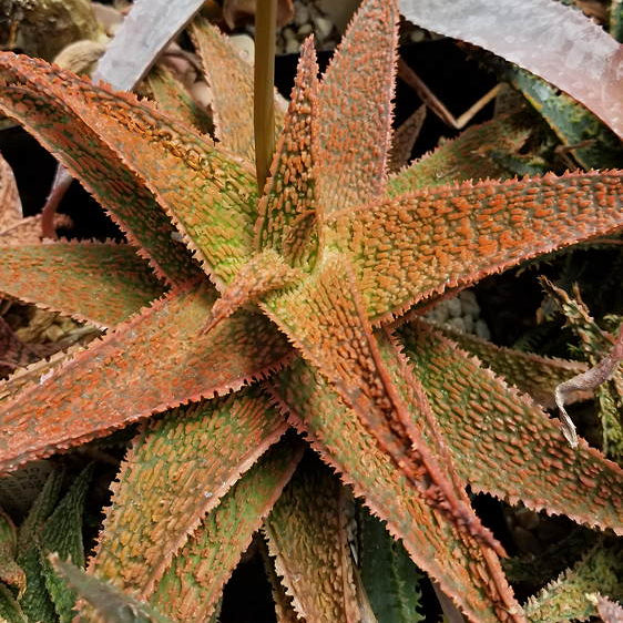 ISI 2025-10 Aloe 'Corazon Ardiente'