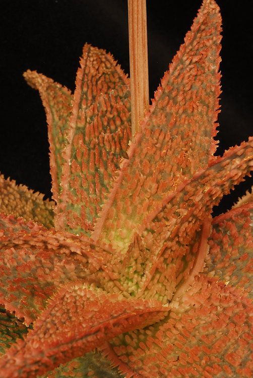 ISI 2025-10 Aloe 'Corazon Ardiente'