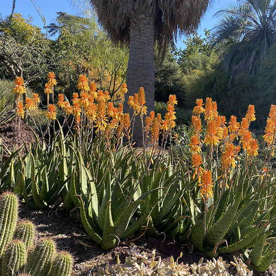 ISI 2025-11 Aloe 'Gwen'