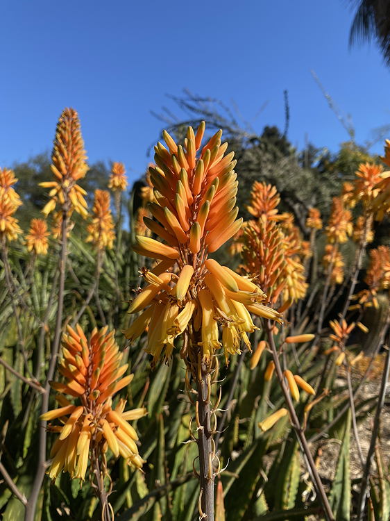 ISI 2025-11 Aloe 'Gwen'