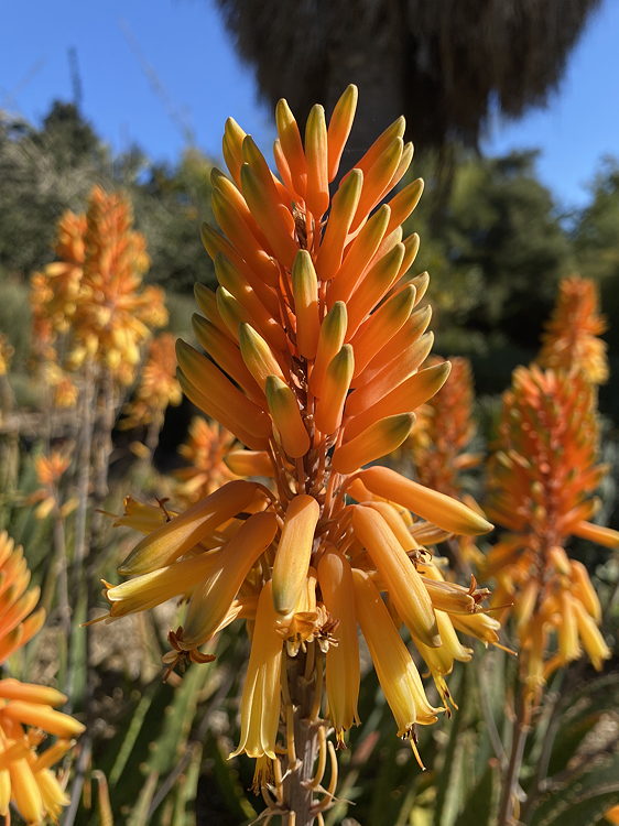 ISI 2025-11 Aloe 'Gwen'