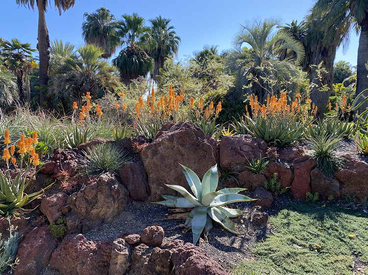 ISI 2025-11 Aloe 'Gwen'
