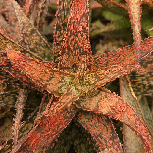 ISI 2025-12 Aloe 'Hanky Panky'
