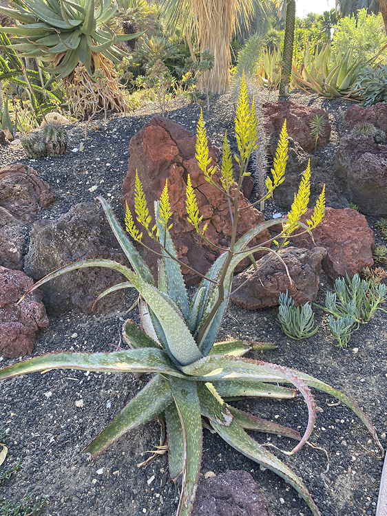 ISI 2025-13 Aloe labworana 'Gold Dust'