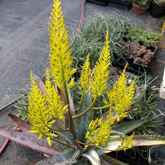 ISI 2025-13 Aloe labworana 'Gold Dust'