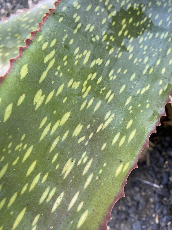 ISI 2025-13 Aloe labworana 'Gold Dust'