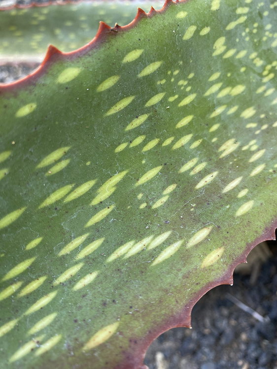 ISI 2025-13 Aloe labworana 'Gold Dust'