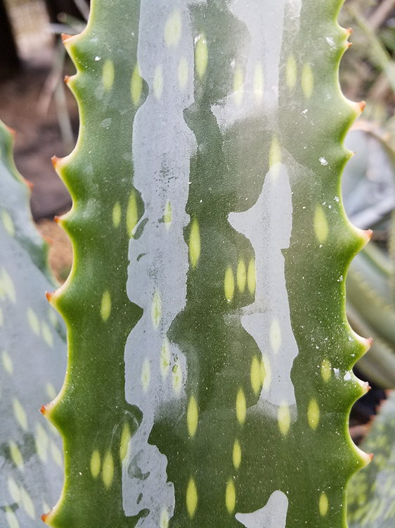 ISI 2025-13 Aloe labworana 'Gold Dust'
