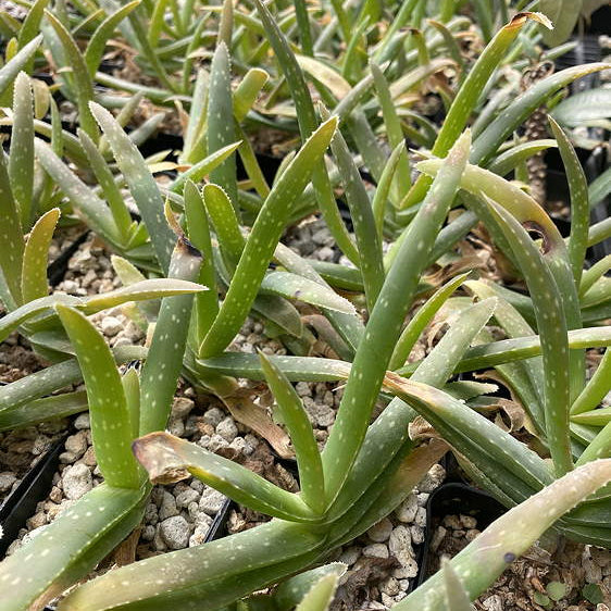 ISI 2025-14 Aloe retrospiciens